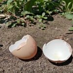 como-as-cascas-de-ovo-comuns-enganam-o-solo-a.jpg