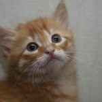 Como os gatos escolhem o dono da família: a alquimia das preferências sem regras como-os-gatos-escolhem-o-dono-da-familia-a-alquimia.jpg