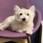 O que acontece se alimentar demasiado o seu animal de estimação com guloseimas "carinhosas": a lenta metamorfose do amor o-que-acontece-se-alimentar-demasiado-o-seu-animal-de.jpg